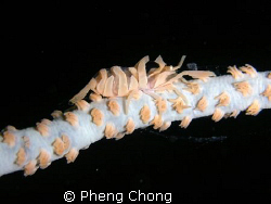 A whip coral shrimp taken in Kota Kinabalu.  When magnifi... by Pheng Chong 